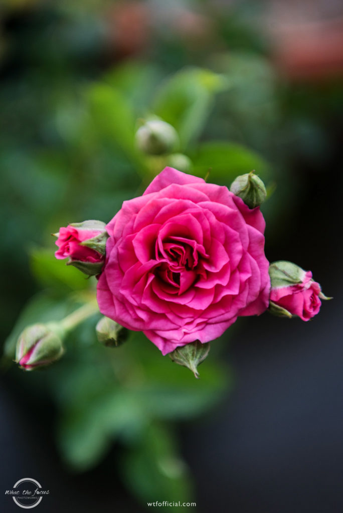 rose