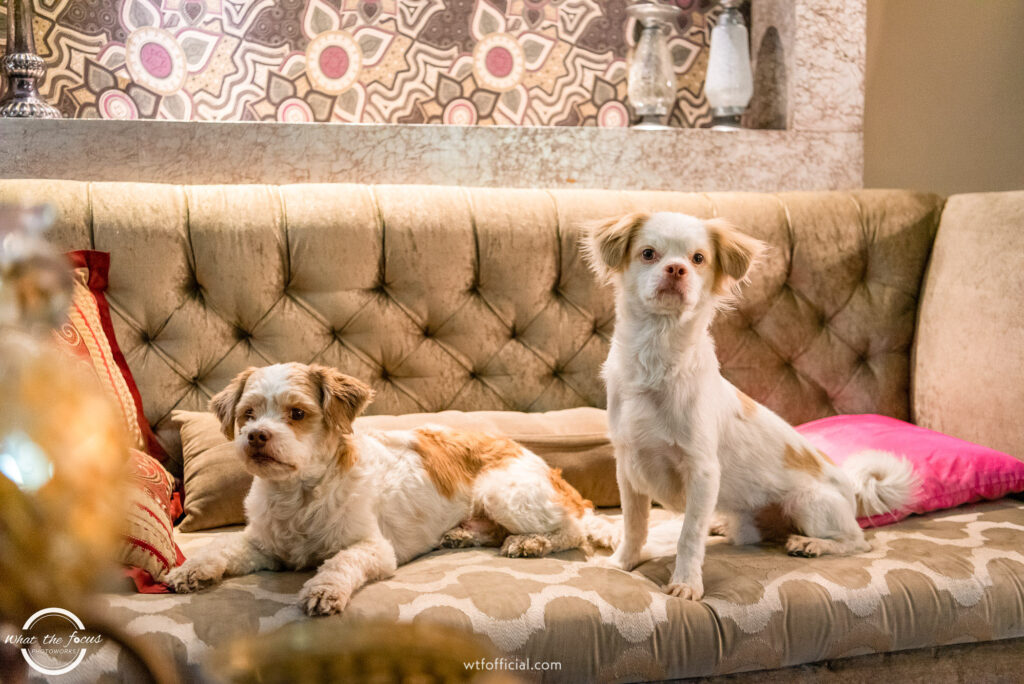 Pets in the living room