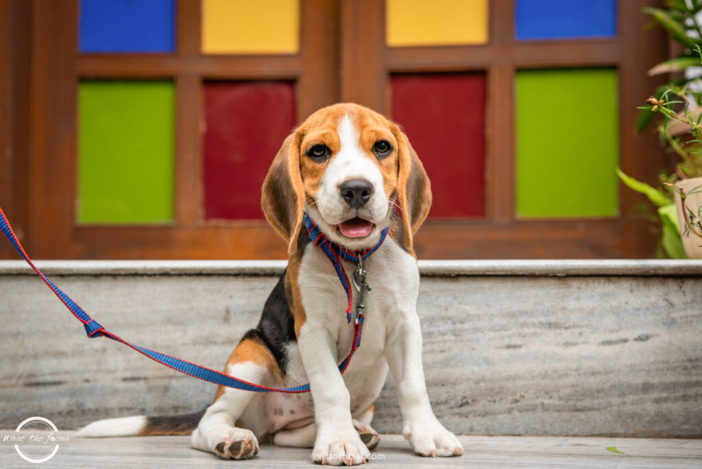 Beagle