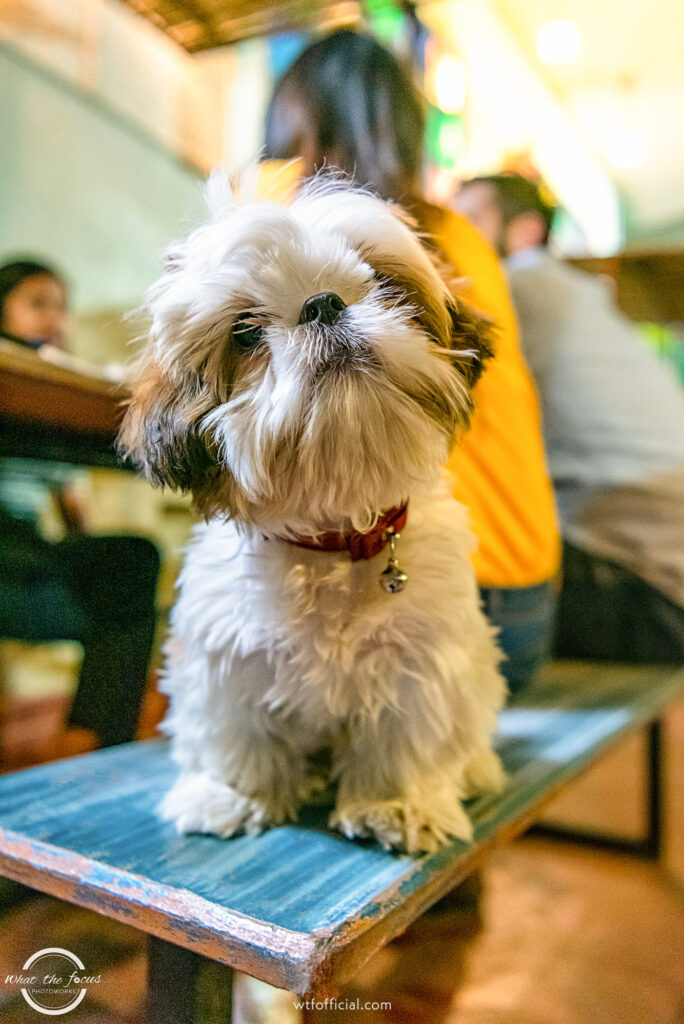 Shih Tzu