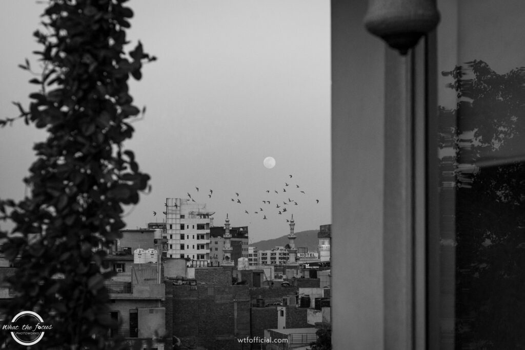 Moon and birds