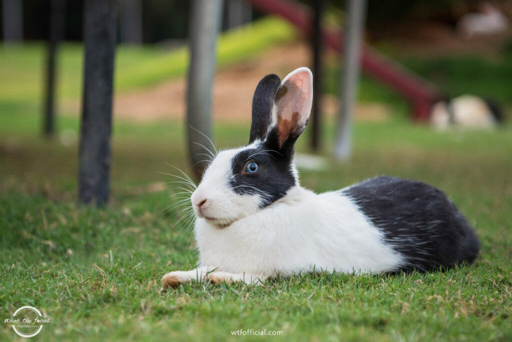 Rabbit